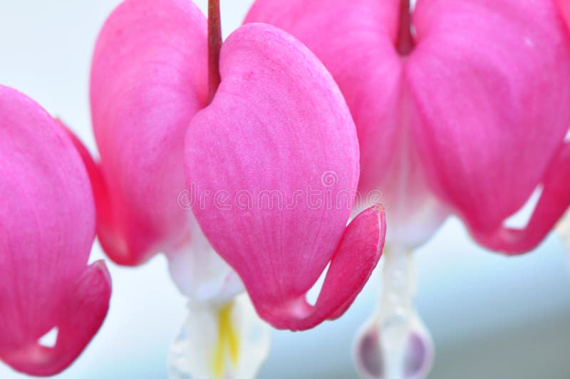 Bleeding hearts, blurred background, signifying love or valentines day. Bleeding hearts, blurred background, signifying love or valentines day