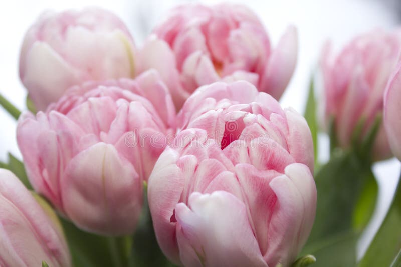 Délicate, douce et délicate Tulipe rose aux feuilles vertes en gros plan Belles fleurs de printemps dans un bouquet La variété de image stock Délicate, douce et délicate Tulipe rose aux feuilles vertes en gros plan Belles fleurs de printemps dans un bouquet La variété de image stock