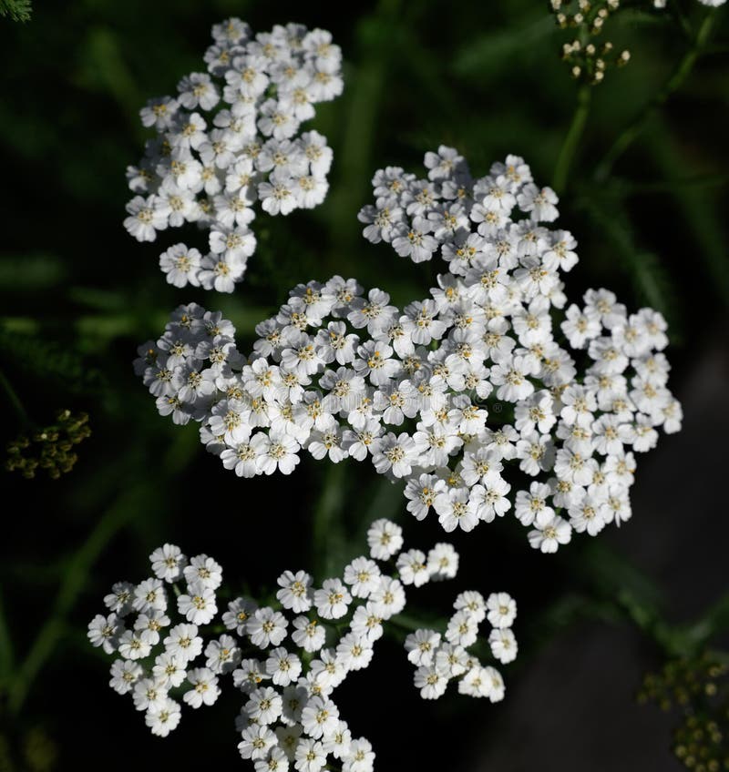Délicates fleurs blanches d'achillée millefeuille images stock