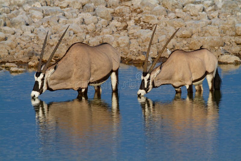 Déserts et nature de la Namibie d'oryx de Gemsbok en parcs nationaux photographie stock libre de droits Déserts et nature de la Namibie d'oryx de Gemsbok en parcs nationaux photographie stock libre de droits