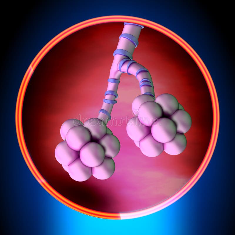 Appareil Respiratoire Vue D'anatomie De Poumons Illustration Stock