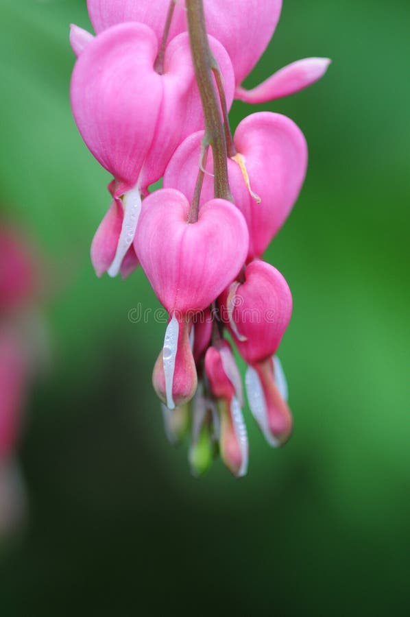 Bleeding heart flowers in spring. Bleeding heart flowers in spring