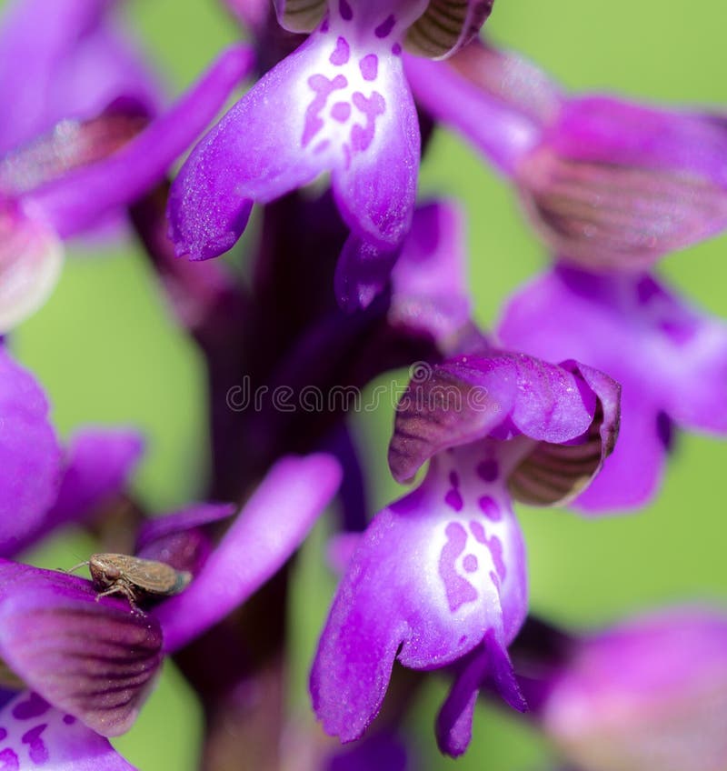 Détail de fleur d'orchidées vertes images libres de droits