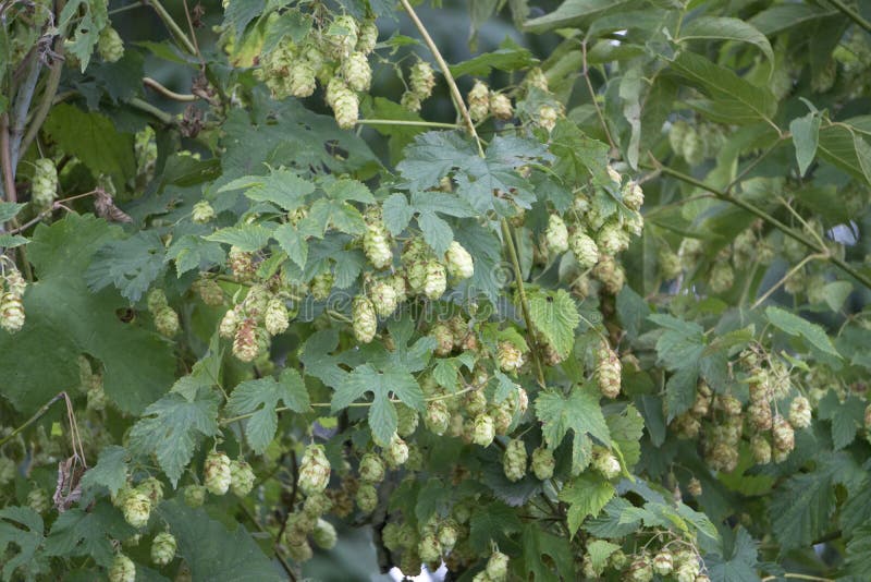 Détail de houblon en cônes dans le domaine d'houblon images libres de droits Détail de houblon en cônes dans le domaine d'houblon images libres de droits