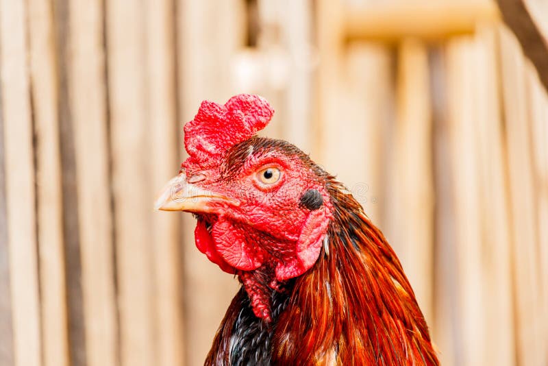 Détail de plan rapproché de portrait de tête de coq de poulet de la volaille BIR de ferme photo libre de droits Détail de plan rapproché de portrait de tête de coq de poulet de la volaille BIR de ferme photo libre de droits