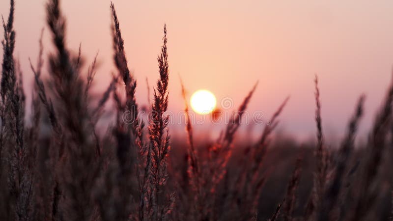 Détail des lignes de gazon avec des feuilles dans le champ pendant le lever du soleil matinal avec ciel violet, rose et orange