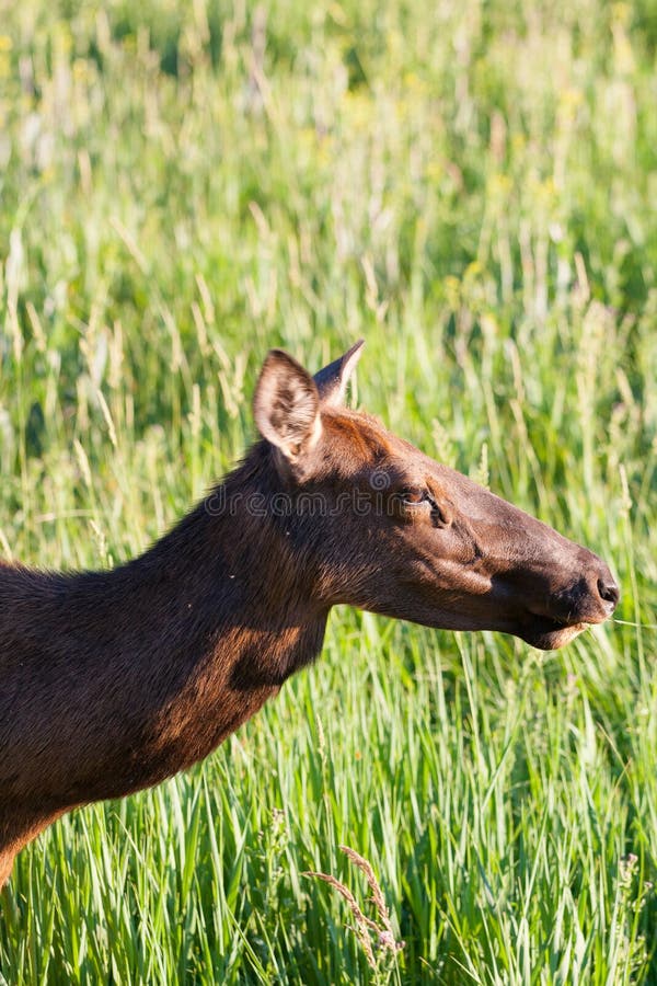 Détail des orignaux de Yellowstone sur le pâturage, Etats-Unis images libres de droits Détail des orignaux de Yellowstone sur le pâturage, Etats-Unis images libres de droits