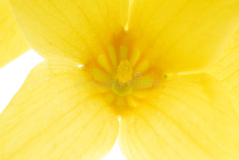 Détail jaune de fleur image stock Détail jaune de fleur image stock