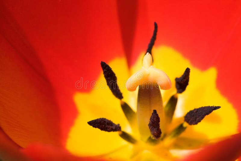Détail rouge de tulipe