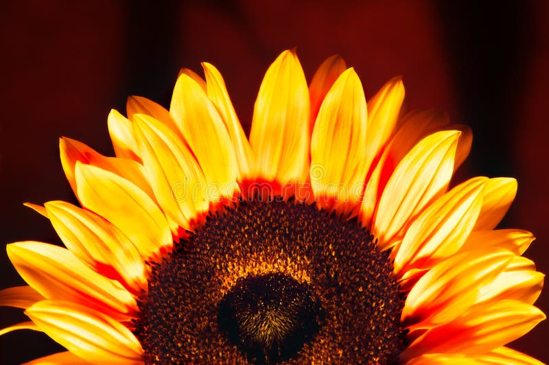 Détails de beau tournesol photo libre de droits