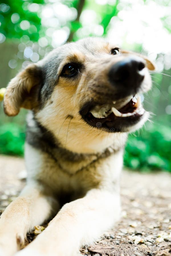 Détails du chien mélangé de race se trouvant sur la terre et mangeant la friandise photo stock Détails du chien mélangé de race se trouvant sur la terre et mangeant la friandise photo stock