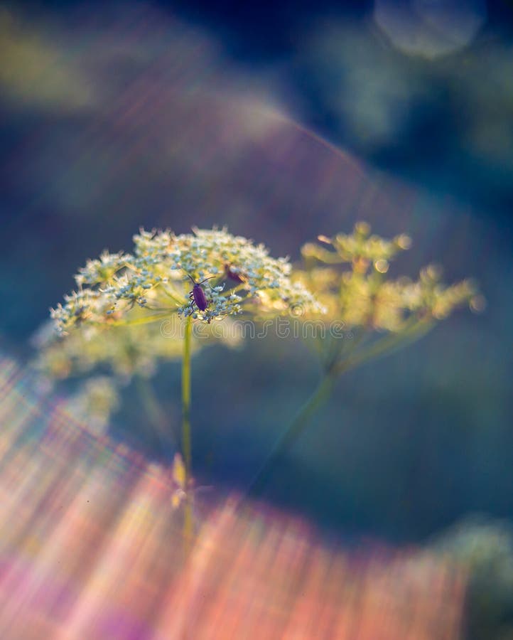 Détails nature macro closeuse de plante sauvage et soleil flambée avec bokeh. objectif vintage manuel utilisé pour bokeh unique. lumière douce du coucher de soleil.
