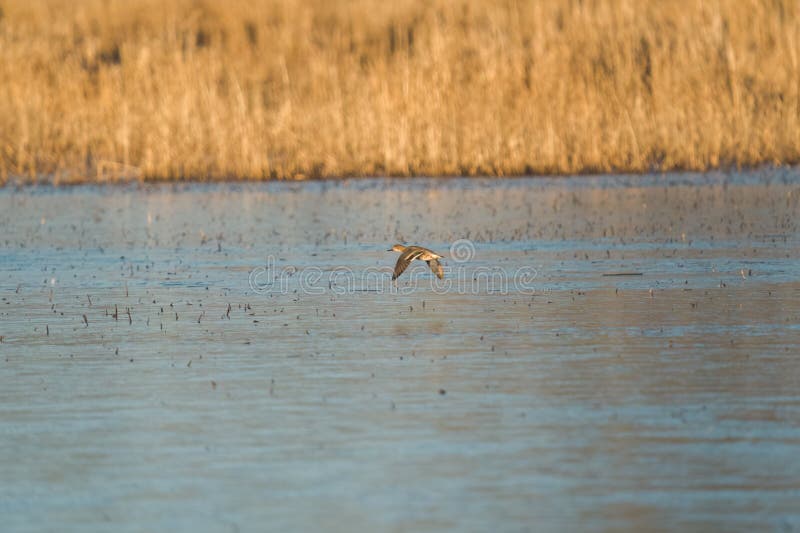 Détal à ailes vertes volant au bord du lac photographie stock libre de droits