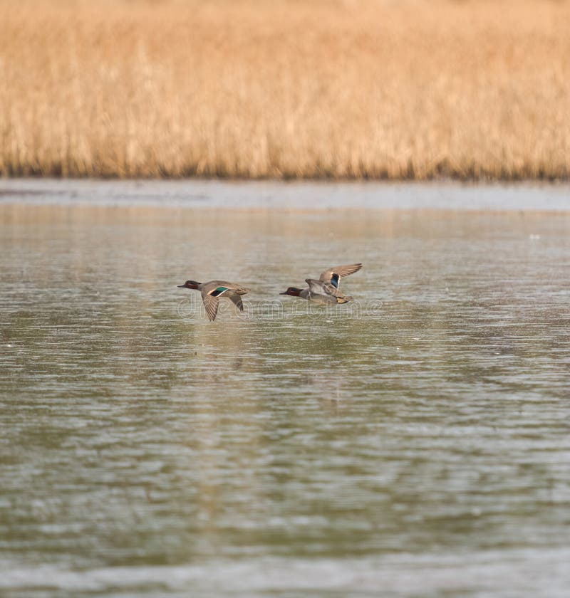 Détal à ailes vertes volant au bord du lac photographie stock