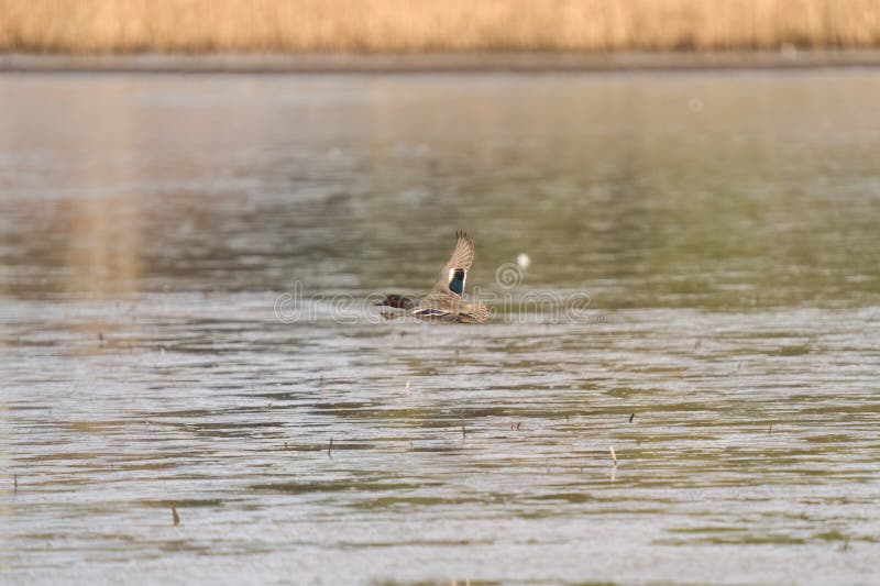 Sarcelle d'hiver volant au bord du lac images stock