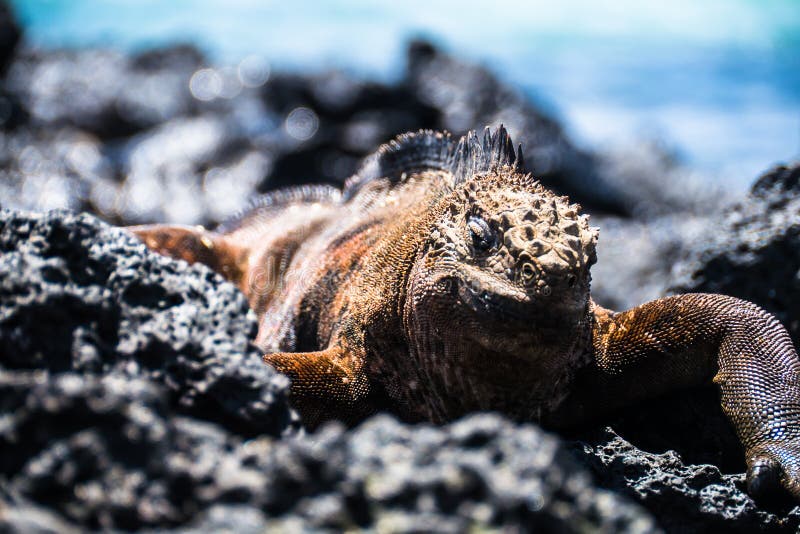 Download Détente d'iguane image stock. Image du mensonge, méfiant - 45365107