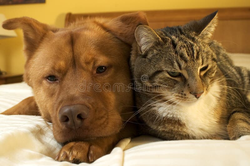 Dog and cat relaxing on the bed. Dog and cat relaxing on the bed