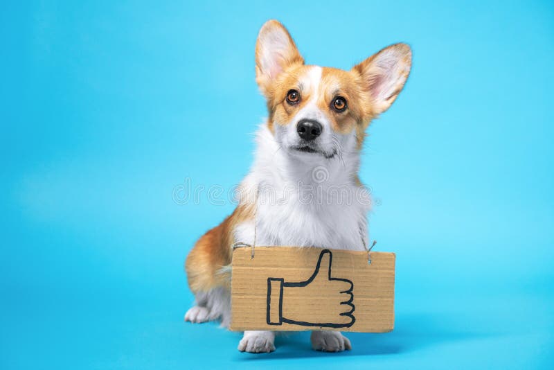 Smart obedient welsh corgi pembroke or cardigan dog stands with drawn thumb up as a LIKE on cardboard plate on his neck, blue background, copy space. Smart obedient welsh corgi pembroke or cardigan dog stands with drawn thumb up as a LIKE on cardboard plate on his neck, blue background, copy space