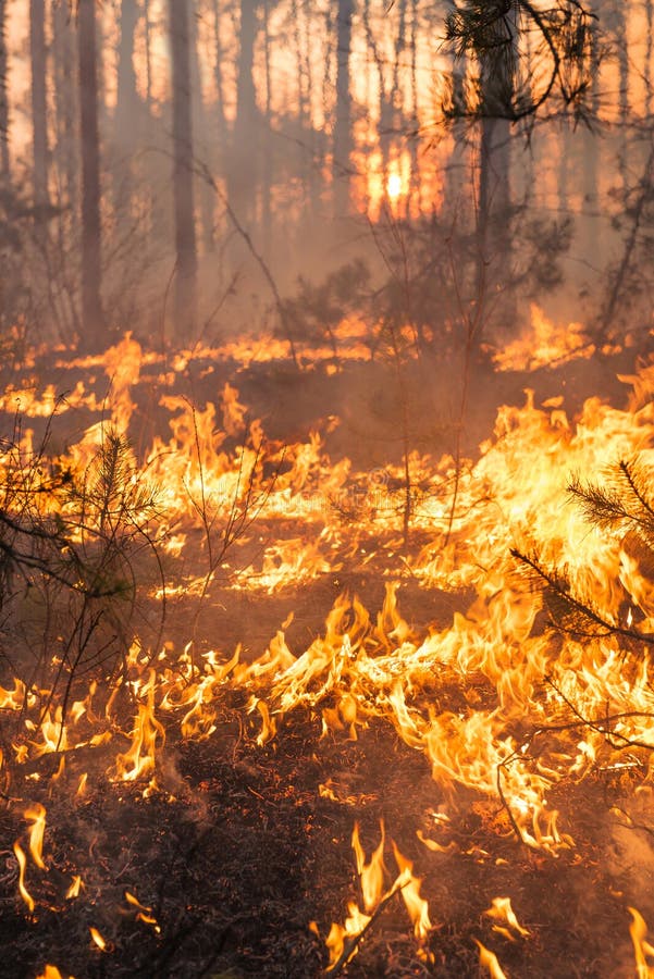 Développement d'incendie de forêt sur le fond de coucher du soleil image stock Développement d'incendie de forêt sur le fond de coucher du soleil image stock