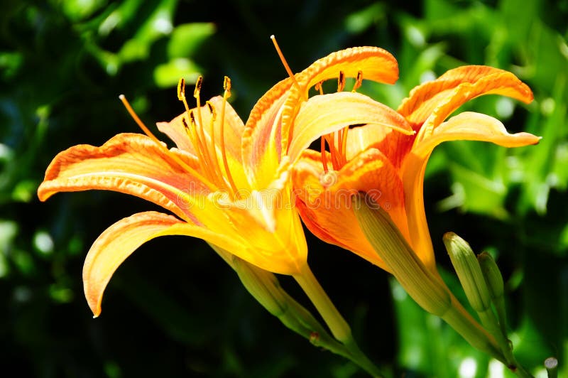 Día anaranjado Lily In Backyard Garden fotos de archivo libres de regalías Día anaranjado Lily In Backyard Garden fotos de archivo libres de regalías