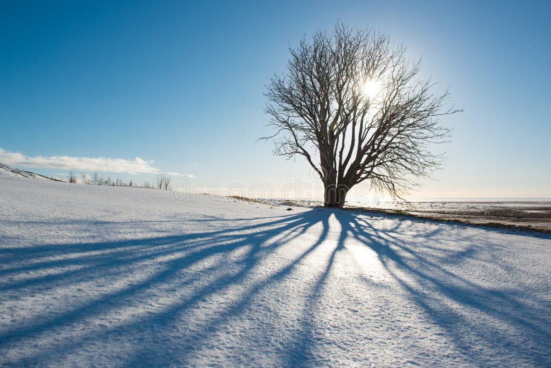 Día de invierno, árbol con la sombra y sol, Islandia fotografía de archivo libre de regalías Día de invierno, árbol con la sombra y sol, Islandia fotografía de archivo libre de regalías