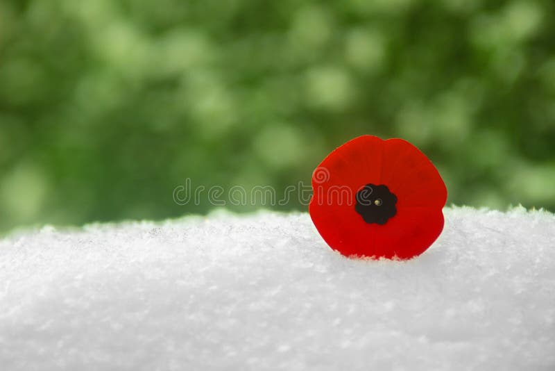 Día de recuerdo Flor de amapola en la nieve y arbustos verdes en el fondo fotografía de archivo libre de regalías Día de recuerdo Flor de amapola en la nieve y arbustos verdes en el fondo fotografía de archivo libre de regalías