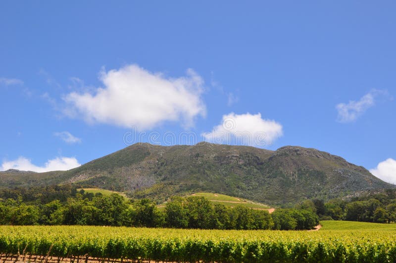 weather beautiful summer day , blue skies over the vineyards and mountains in south africa. weather beautiful summer day , blue skies over the vineyards and mountains in south africa