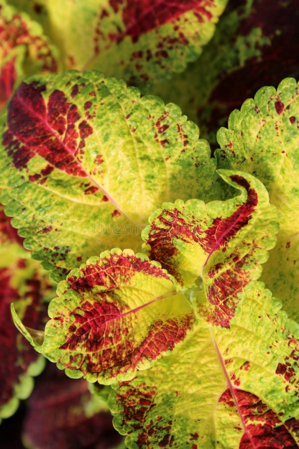 Día soleado con las hojas rojas y verdes del coleo, una planta que los jardineros utilizan para la cubierta de tierra en paisaje imagenes de archivo Día soleado con las hojas rojas y verdes del coleo, una planta que los jardineros utilizan para la cubierta de tierra en paisaje imagenes de archivo