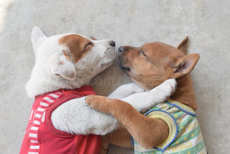 Dívida vestindo do sono da camisa do cachorrinho dois bonito o tempo frio imagens de stock royalty free Dívida vestindo do sono da camisa do cachorrinho dois bonito o tempo frio imagens de stock royalty free