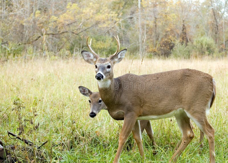 Dólar y gama de los ciervos de Whitetail imágenes de archivo libres de regalías Dólar y gama de los ciervos de Whitetail imágenes de archivo libres de regalías