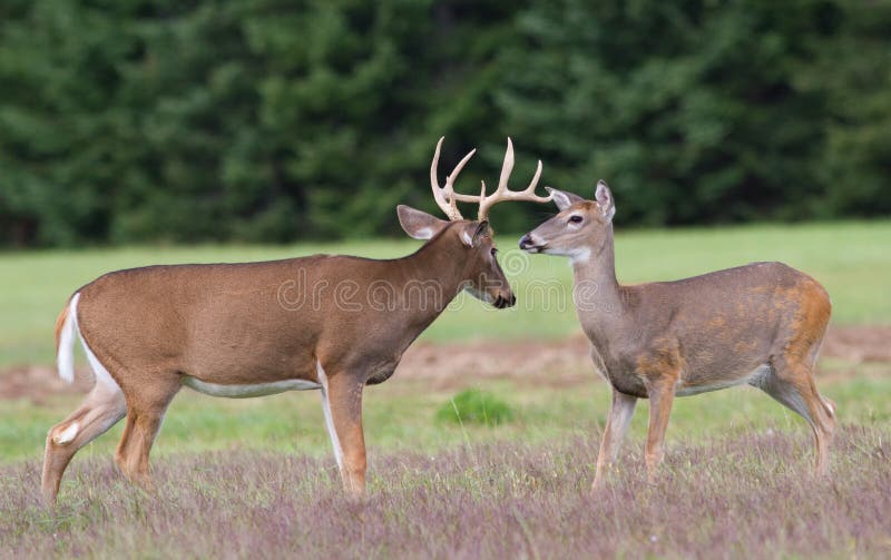 Dólar y gama de los ciervos de Whitetail foto de archivo Dólar y gama de los ciervos de Whitetail foto de archivo