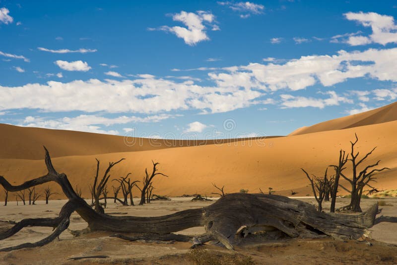 Dead vlei in the Sossusvlei desert in Namibia. Dead vlei in the Sossusvlei desert in Namibia.