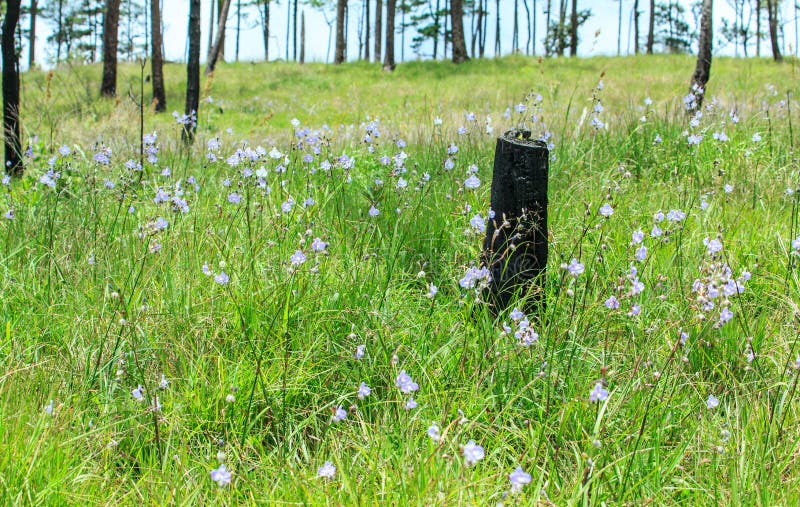 Döda sörjer trädet i blomningblomma royaltyfri bild Döda sörjer trädet i blomningblomma royaltyfri bild