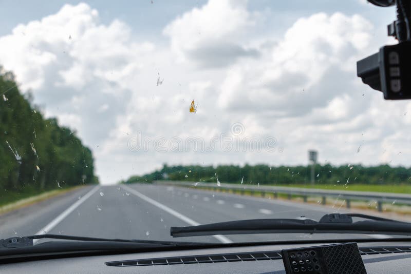 Dödkryp på vindrutan av bilen Slätade ut skalbaggar på yttersidan av exponeringsglaset
