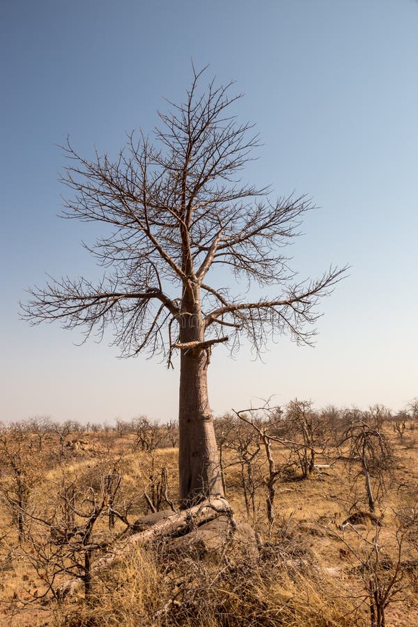 Dött träd i ökenlandskap av den Mapungubwe nationalparken, Sydafrika royaltyfria bilder Dött träd i ökenlandskap av den Mapungubwe nationalparken, Sydafrika royaltyfria bilder