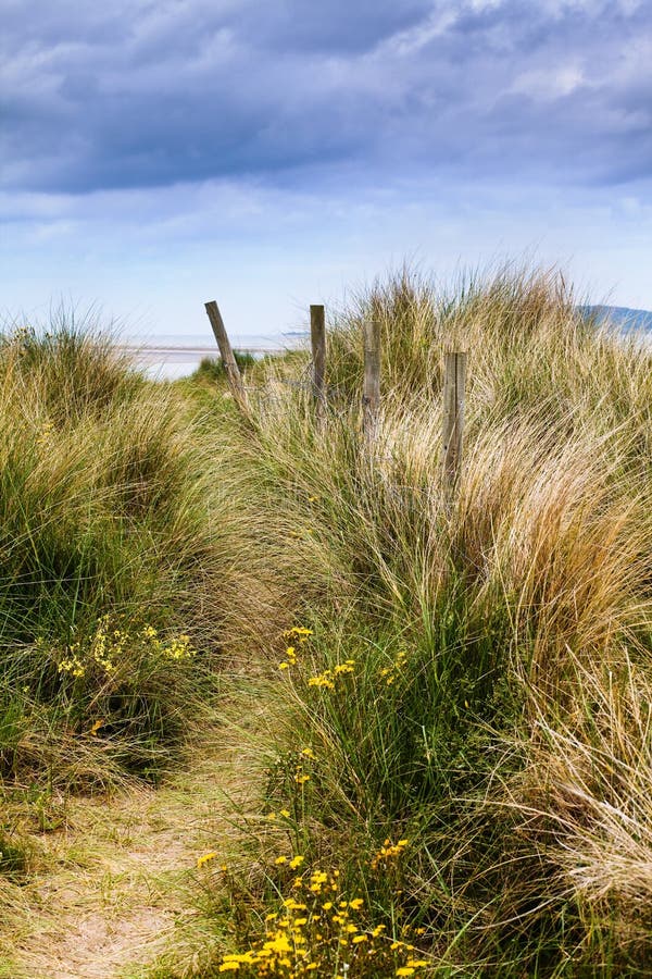 Dünen und Gras lizenzfreie stockfotografie Dünen und Gras lizenzfreie stockfotografie