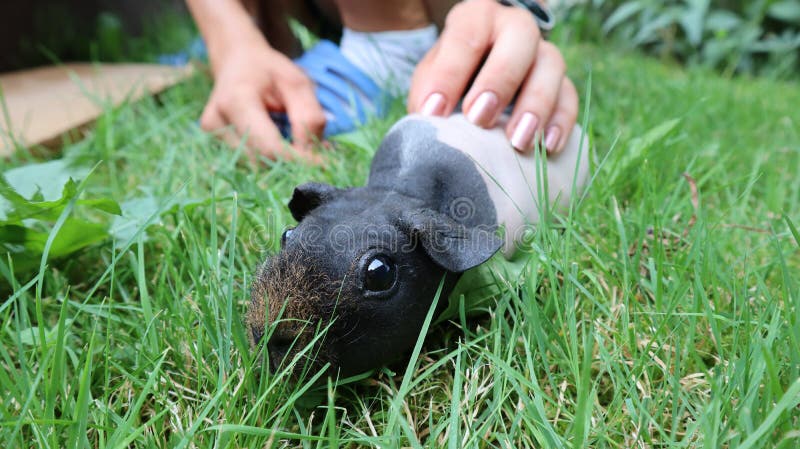 Dünnes Schwein †„das unbehaarte Meerschweinchen lizenzfreie stockfotografie Dünnes Schwein †„das unbehaarte Meerschweinchen lizenzfreie stockfotografie