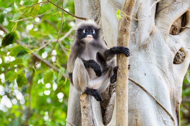 Düsterer Blattaffe oder Trachypithecus-obscurus auf Baum lizenzfreie stockbilder Düsterer Blattaffe oder Trachypithecus-obscurus auf Baum lizenzfreie stockbilder