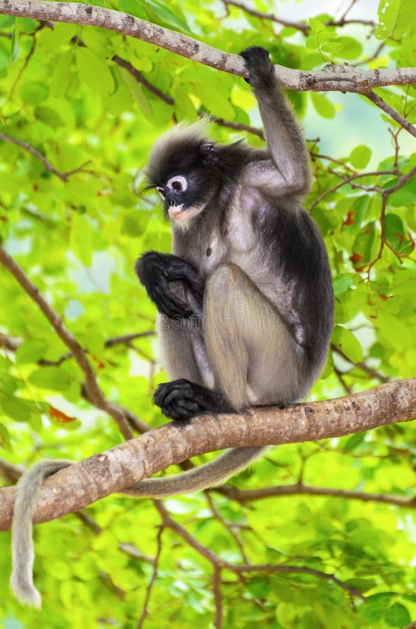 Düsterer Blattaffe oder Trachypithecus-obscurus auf Baum stockbild Düsterer Blattaffe oder Trachypithecus-obscurus auf Baum stockbild