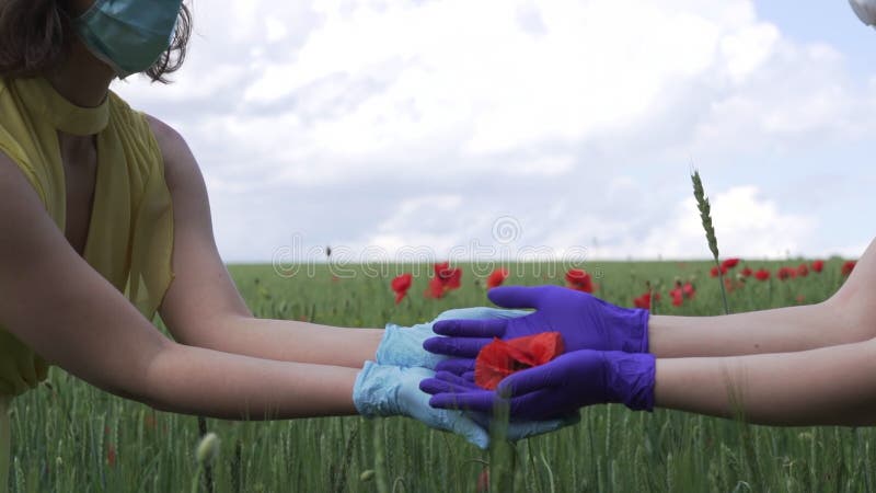Dłonie w rękawicach ochronnych na polu pszenicy z czerwonym makiem trzymają kwiat w zwolnionym tempie. epidemia koronawirusa covid zbiory