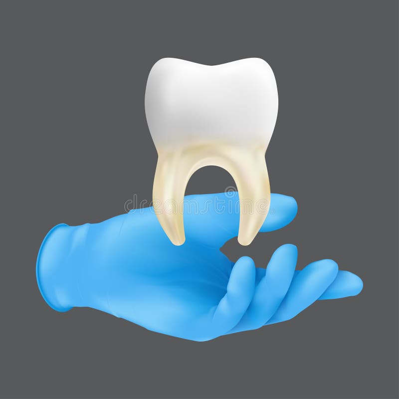 Dentist hand wearing blue protective surgical glove holding a ceramic model of the tooth. 3d realistic vector illustration of bone and soft tissue grafting concept isolated on a grey background. Dentist hand wearing blue protective surgical glove holding a ceramic model of the tooth. 3d realistic vector illustration of bone and soft tissue grafting concept isolated on a grey background