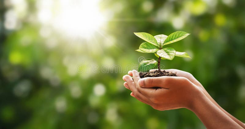 dłoń trzymająca młodą roślinę na zielonym tle z nasłonecznieniem dzień ekologii