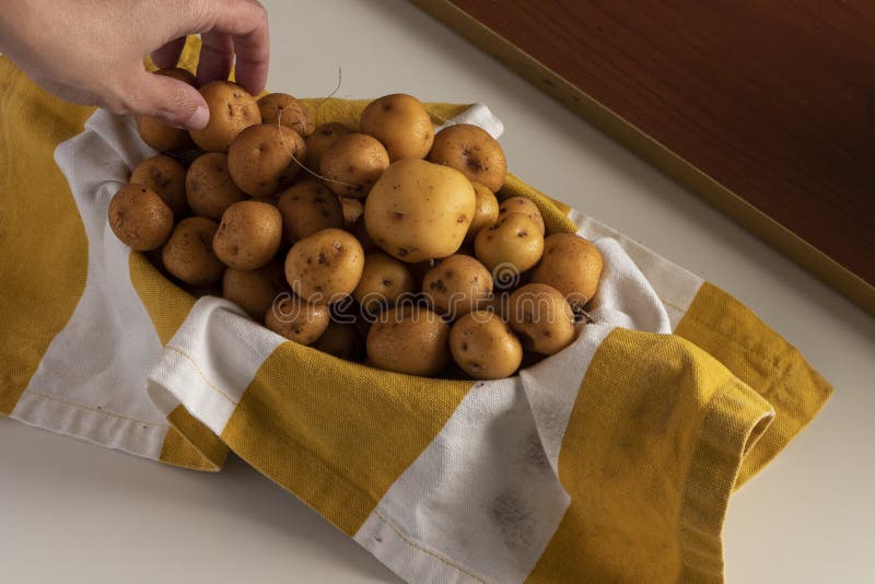 Hand holding yellow creole potato choosing to cook homemade food in quarantine from a basket with yellow and white rag. Hand holding yellow creole potato choosing to cook homemade food in quarantine from a basket with yellow and white rag