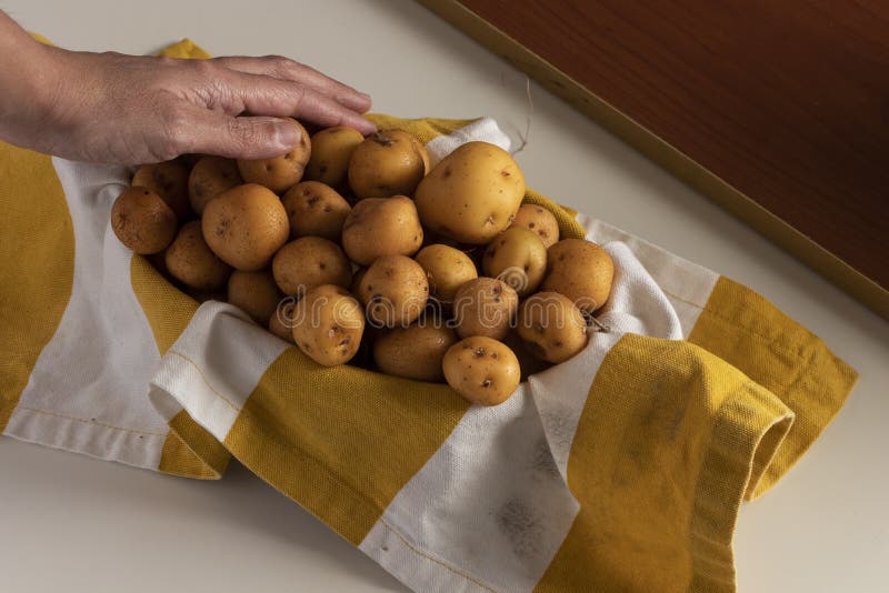 Hand holding yellow creole potato choosing to cook homemade food in quarantine from a basket with yellow and white rag. Hand holding yellow creole potato choosing to cook homemade food in quarantine from a basket with yellow and white rag