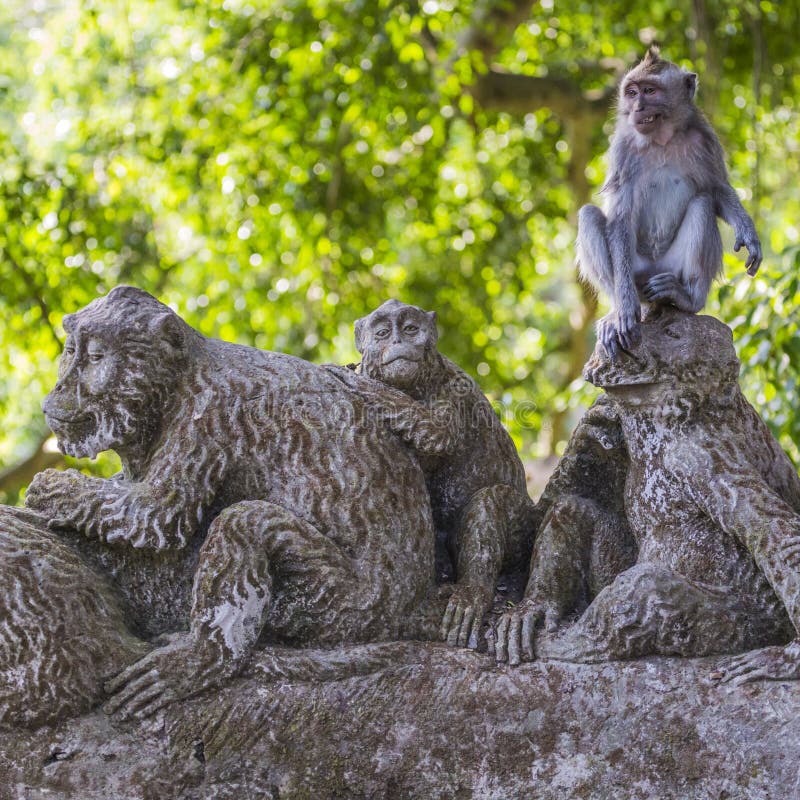 Długoogonkowy makak w Świętym Małpim lesie (Macaca fascicularis) fotografia stock Długoogonkowy makak w Świętym Małpim lesie (Macaca fascicularis) fotografia stock