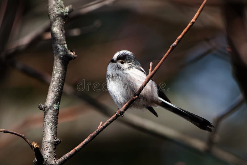 Długoogonkowy Tit, Tit, Aegithalos caudatus obraz stock Długoogonkowy Tit, Tit, Aegithalos caudatus obraz stock