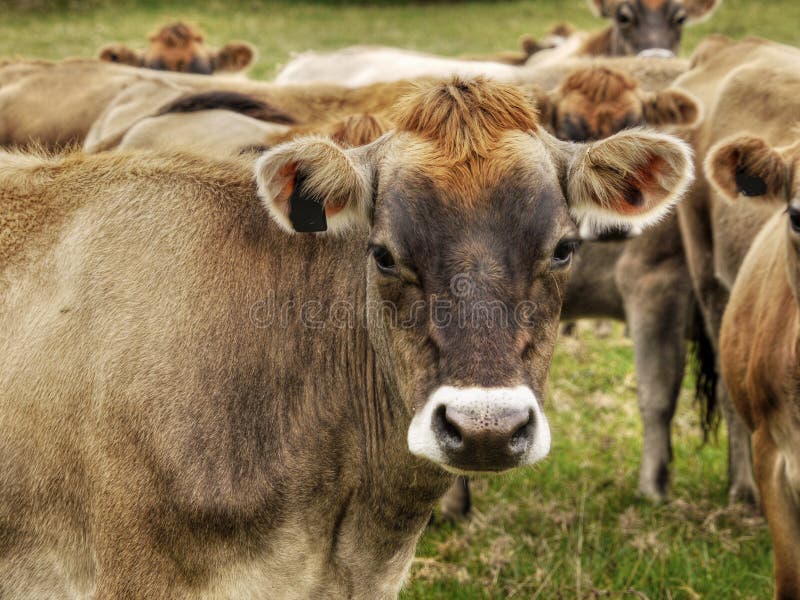 Jersey dairy cows - cattle, New Zealand. Jersey dairy cows - cattle, New Zealand