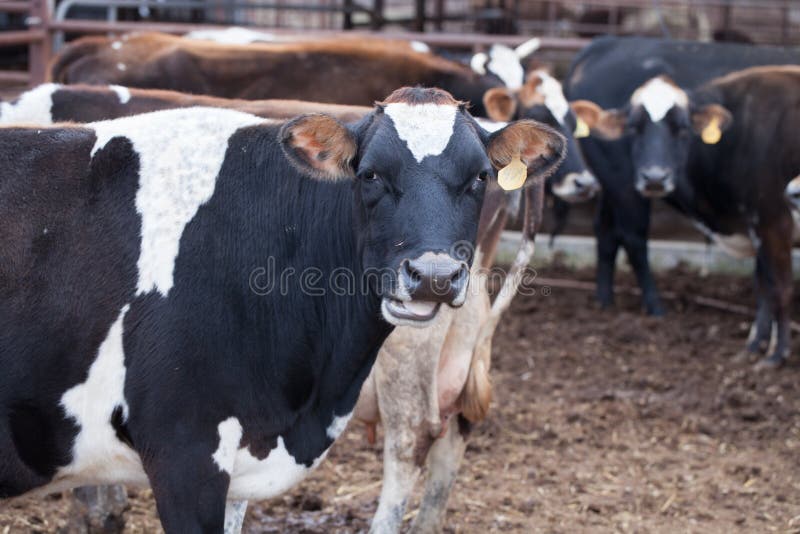 Dżersejowy krowy /dairy bydła gospodarstwo rolne zdjęcie royalty free Dżersejowy krowy /dairy bydła gospodarstwo rolne zdjęcie royalty free