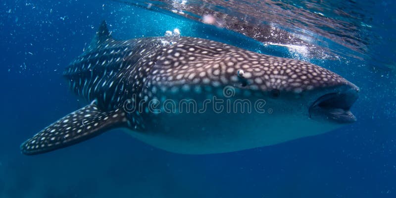 Gigantic whale shark (Rhincodon typus) feeding near surface. Gigantic whale shark (Rhincodon typus) feeding near surface