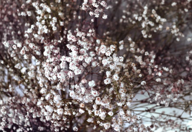 Close Up Of Beautiful Dreamy Garden Gypsophila Or Baby S Breath Flowers 库存例证 插画包括有breath Garden